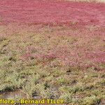 Salicornia procumbens Характер