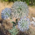 Echinops sphaerocephalusFloare