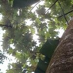 Cecropia schreberiana Hoja