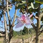 Bauhinia variegata Flor