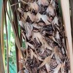 Pandanus odorifer Bark