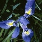 Iris prismatica