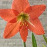 Hippeastrum puniceum Floare