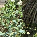 Argemone squarrosa Flower