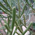 Euphorbia fiherenensis