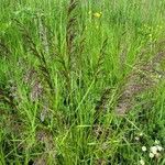 Calamagrostis canescens Flower