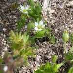 Arenaria serpyllifolia Blomst