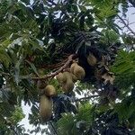 Castanospermum australe Frucht