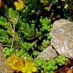 Sedum alpestre Blad