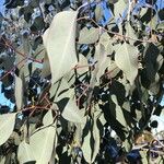 Eucalyptus polyanthemos برگ