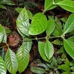 Ronabea latifolia Blatt