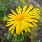 Doronicum orientale Fula