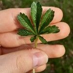 Potentilla thuringiaca Leaf