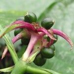 Palicourea longiinvolucrata Fruit