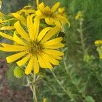 Silphium integrifolium