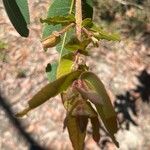 Angophora hispida Blad