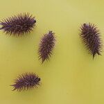 Xanthium orientale Fruto