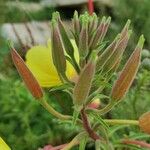 Oenothera glazioviana Fruchs