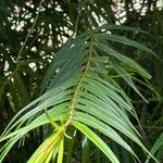 Freycinetia cumingiana Leaf