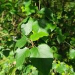 Betula pubescens Лист