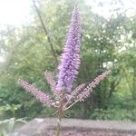 Veronicastrum sibiricum Kukka