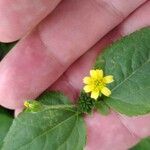 Synedrella nodiflora Blomst