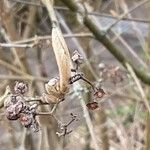 Callicarpa bodinieri Folha