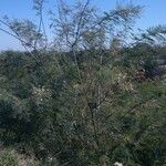 Acacia berlandieri Hábito