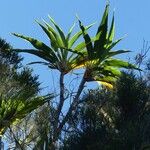 Cordyline mauritiana Hábito