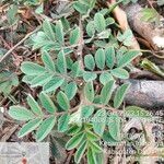 Indigofera hirsuta Hoja