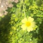 Potentilla asturica