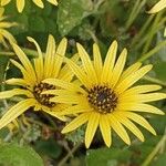 Arctotheca calendulaFlors