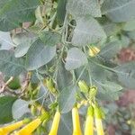 Nicotiana glauca Foglia