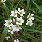 Saxifraga granulataFlors