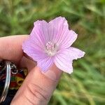 Malva tournefortiana Flower