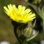 Andryala integrifolia Flor