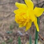 Narcissus minor Flower