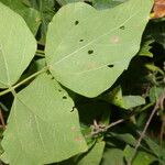 Rhynchosia calycosa Leaf