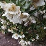 Eucryphia cordifolia Fiore