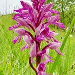 Orchis militaris Квітка