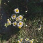 Erigeron strigosus Fula