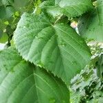 Tilia americanaLeaf