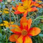 Bidens triplinervia Hábito