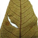 Vismia macrophylla Arall