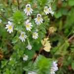 Euphrasia officinalisFlower