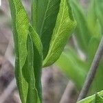 Lathyrus pannonicus Foglia