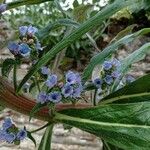 Echium callithyrsum പുഷ്പം