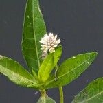 Alternanthera philoxeroides പുഷ്പം