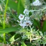 Eriocephalus africanus Flower