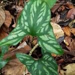 Cercestis mirabilis Φύλλο